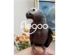 Get African grey at best prices