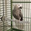Christmas African Grey parrots for sale (plus cage)