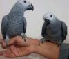 Talking Pair African grey for sale