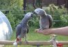 Pair Of Congo African Grey Parrots.
