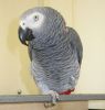 African Grey Parrots For Sale.