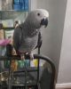Talking African Grey Parrots For Sale.