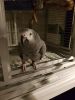 African Grey Parrot Excellent Talker