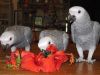 Male and Female African Grey for Adoption