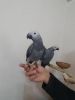 African Grey Parrot(xxxxxxxxxx).