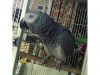Beautiful and Lovely male and female Congo African Grey Parrots.