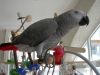 Well Socialised Congo African Grey Parrots