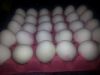 Macaw Parrots,African Grey Parrots Hand Reared Parrots and Parrots Egg