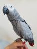 We have Congo African grey available.