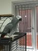 Talking Pair of African Grey Parrots