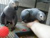 Male and female African grey parrots available