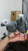 Cute African Grey Parrots FOr sale