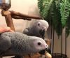 male and female African grey birds