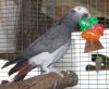 FERTILE OSTRICH AND PARROTS EGGS WITH PARROTS BIRDS AVAILABLE FOR SALE