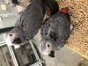 Babies and adults African Grey parrots available