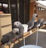 African Grey Parrots FOr Sale