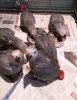 Male and female baby African grey for adoption