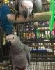 Stunning African Grey Parrots For Good Homes