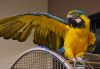 Male And Female Macaw Birds For Christmas