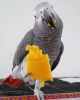 Baby Green Wing Macaw Available