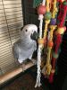 Friendly Talking African Grey Parrots For Sale.