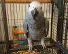 African Greys Parrots Talking Ready Now