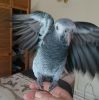 ACTIVE AND HEALTHY AFRICAN GREY PARROTS READY NOW