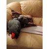 Two lovely African grey parrots available