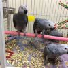Congo African Grey parrots available