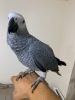 Beautiful African Grey for sale