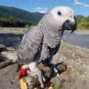Cute Africa Grey Parrots