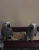 Talking African Grey Parrots Available
