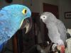 Sweet Male African Grey Parrot
