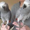 Amazing male and female African gray parrot looking for a new Family
