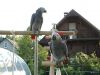 Adorable african grey parrots for ready to go now