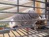 African grey with cage and accessories