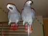 Pair of African Grey for adoption