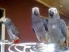 Baby Handreard Tame African Grey For Sale