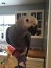 Sweet and lovely parrot for a new home