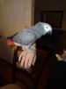 Young Congo African Grey Parrots For Sale