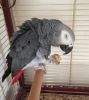Talkative African Grey Parrot For Sale