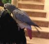 Talking African Gray