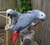 lovely male and female african grey parrots