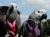 African Grey Parrots ready
