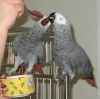 A Pair Of Talking African Grey Parrots.
