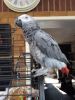 African Grey Very Young Talkative And Tame