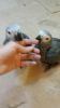 African Grey Speaking Parrots Available