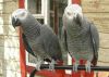 African Gray Congo parrot for Sale