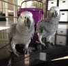Macaw parrots For Sale