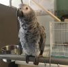 African Grey parrots For Sale